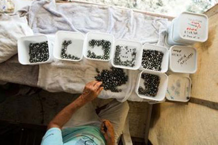 A Kamoka worker sorts pearls by size and quality. Tahitian pearls often have dark colours.Photograph by Andy Bardon